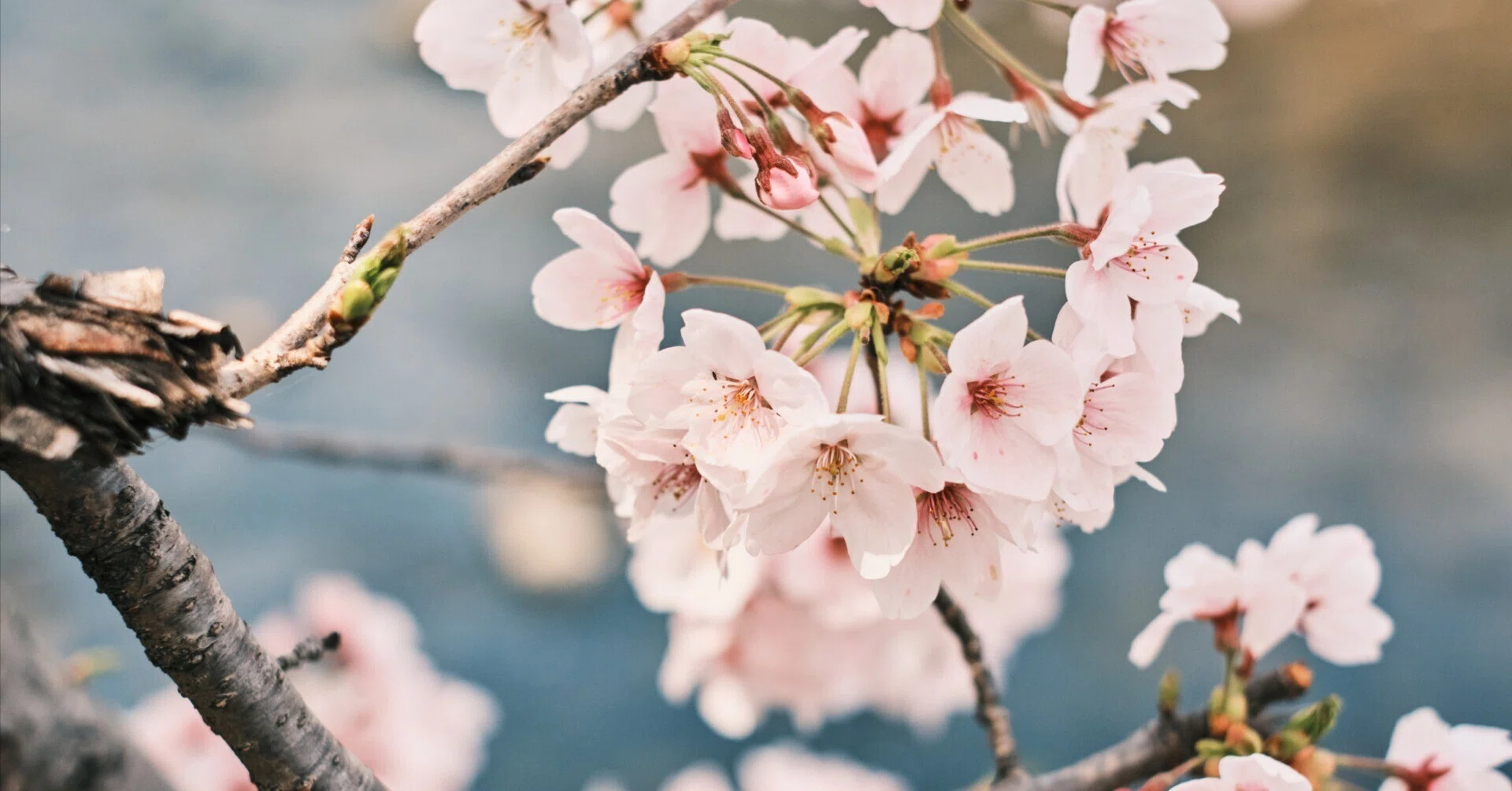 FUJIIFLMの神レンズで撮る桜|kEigo FUJIIFLMの神レンズで撮る桜|kEigo