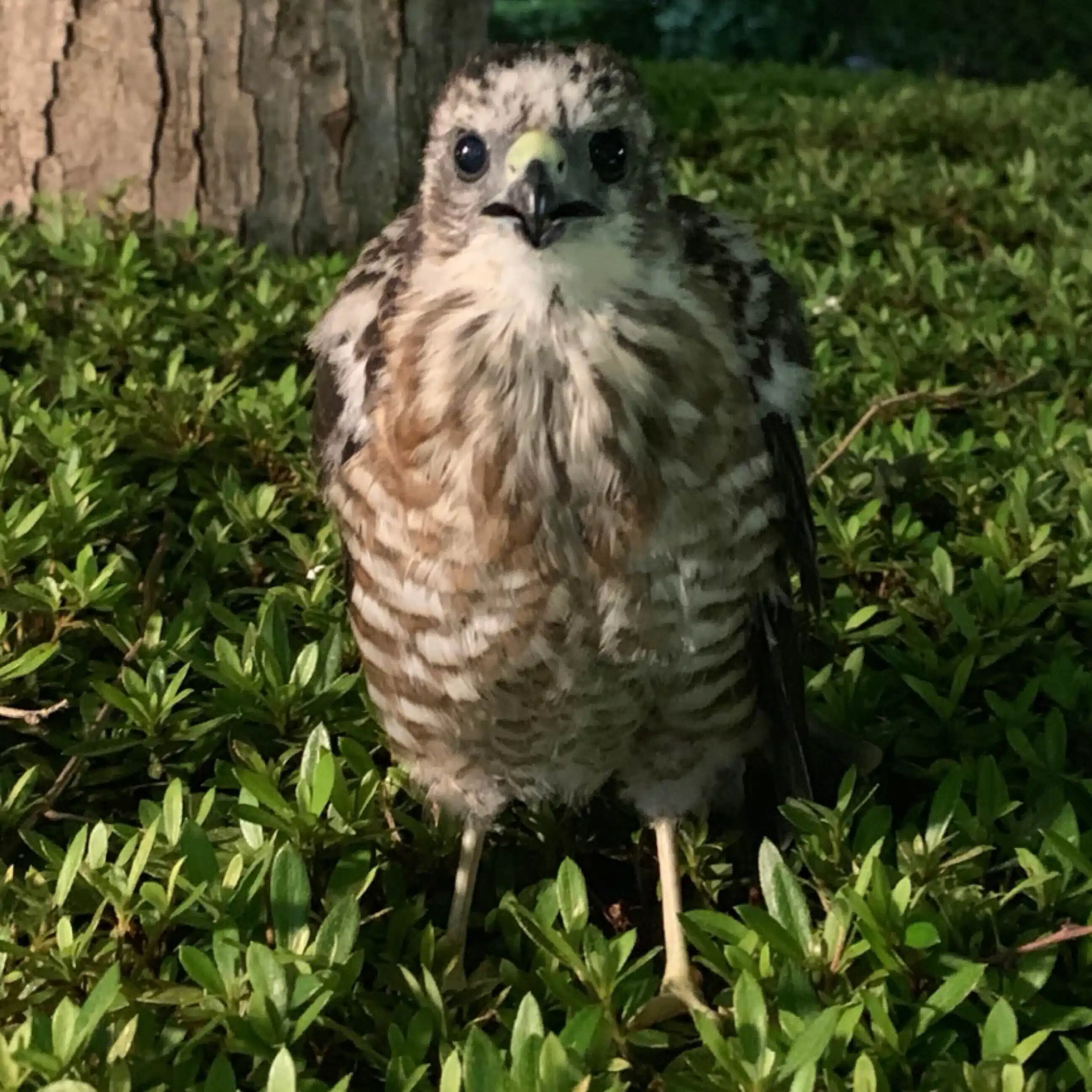 さくら