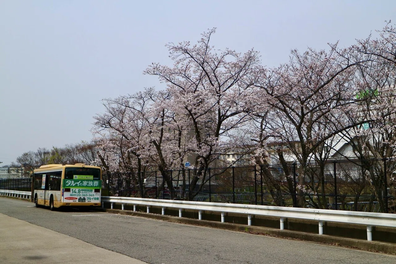山陽バス】名谷駅バスターミナルの桜2026と落合池のコウノトリ｜垂水の止利