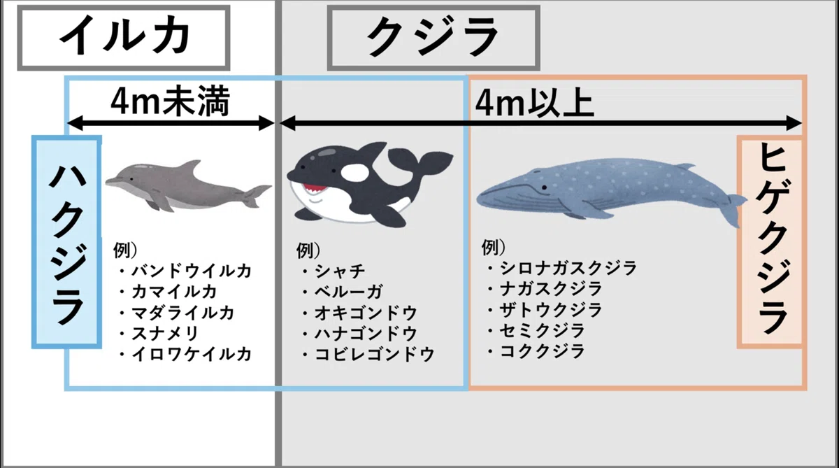 クジラとイルカの違いは体長4m？シャチの謎と進化の真実を解説