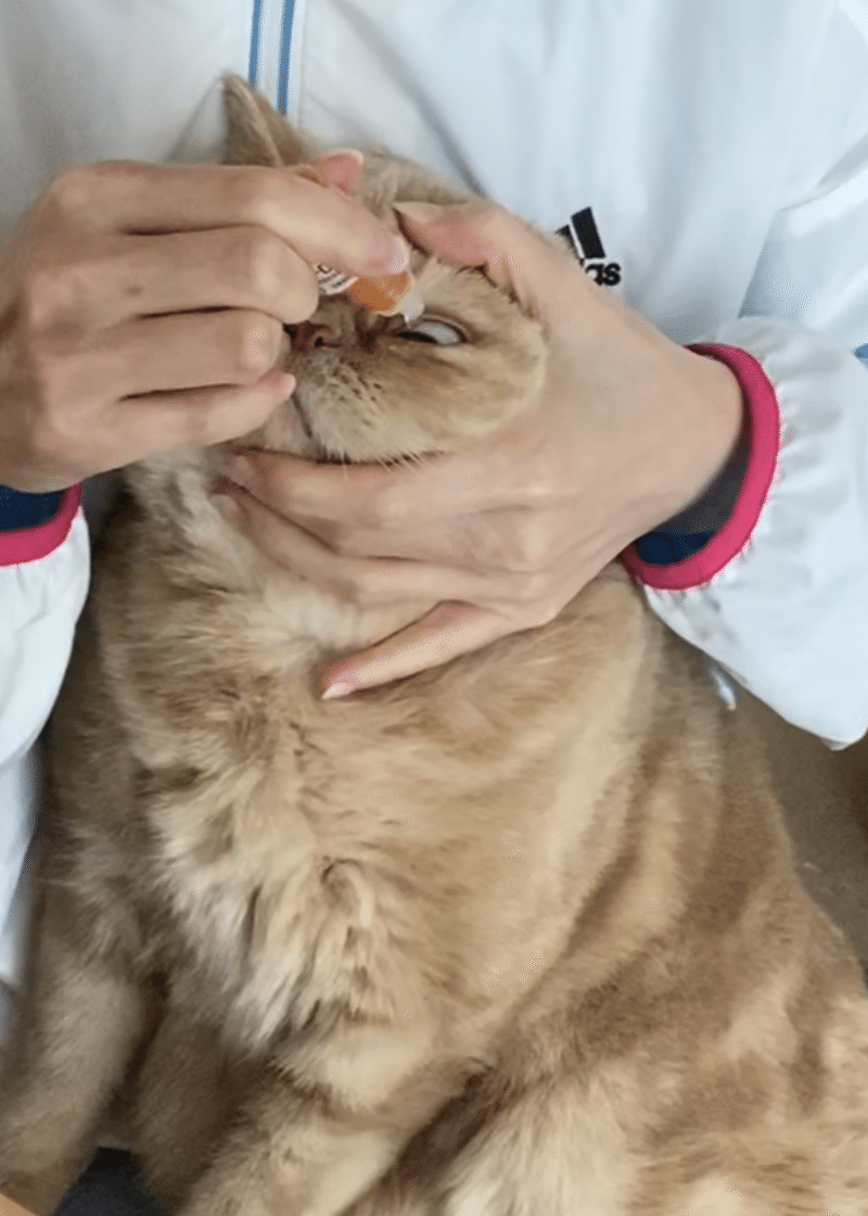 エキゾチックショートヘアってどんな猫 もーさん Note