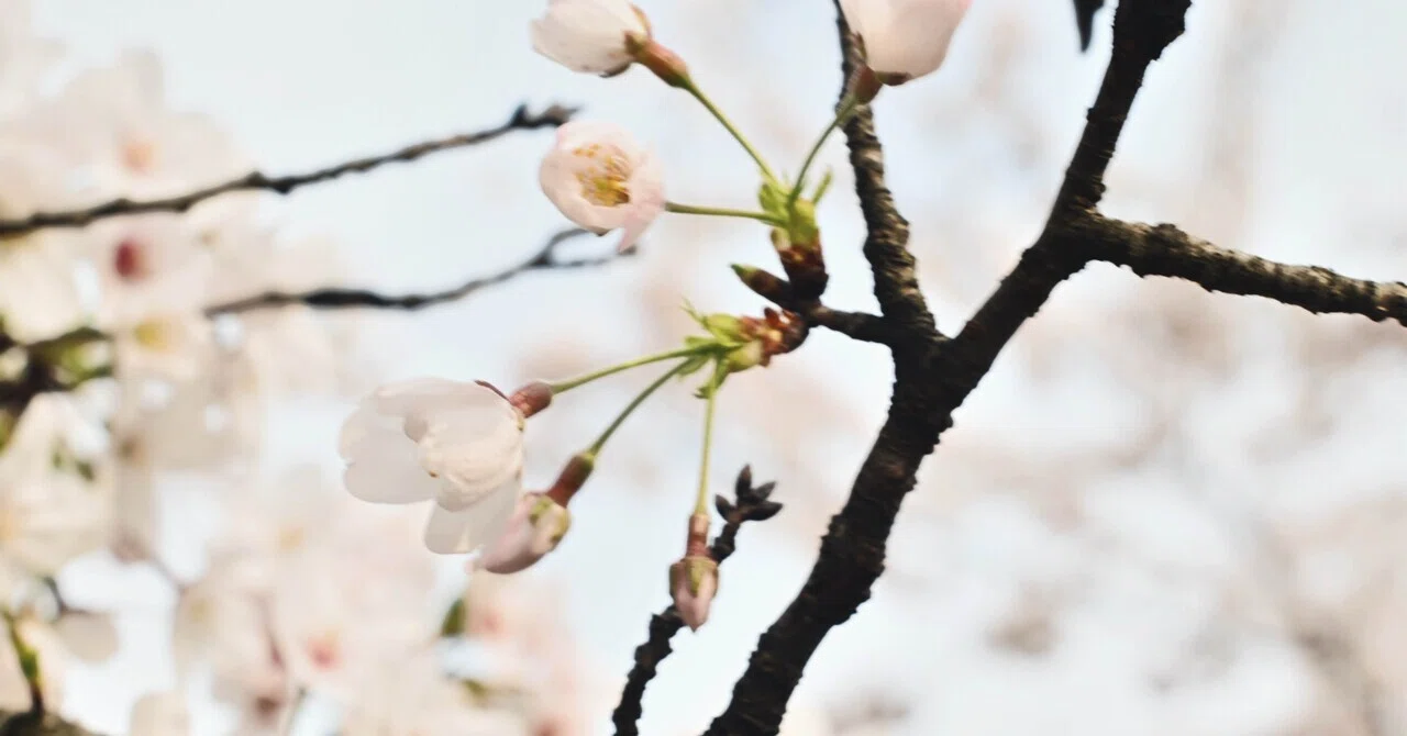 KONICA HEXANON AR 50mm F1.4 × Nikon Zfc｜umi emi