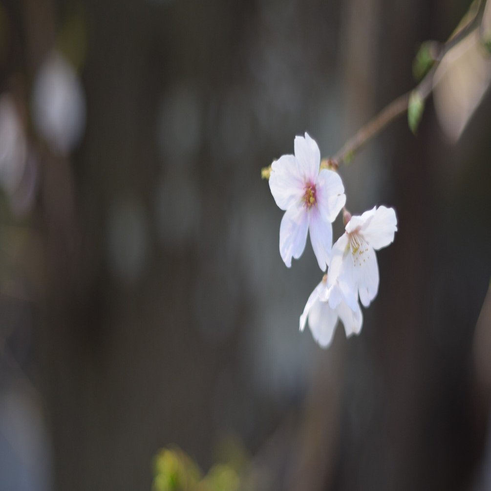 2026年の桜①｜ponchan