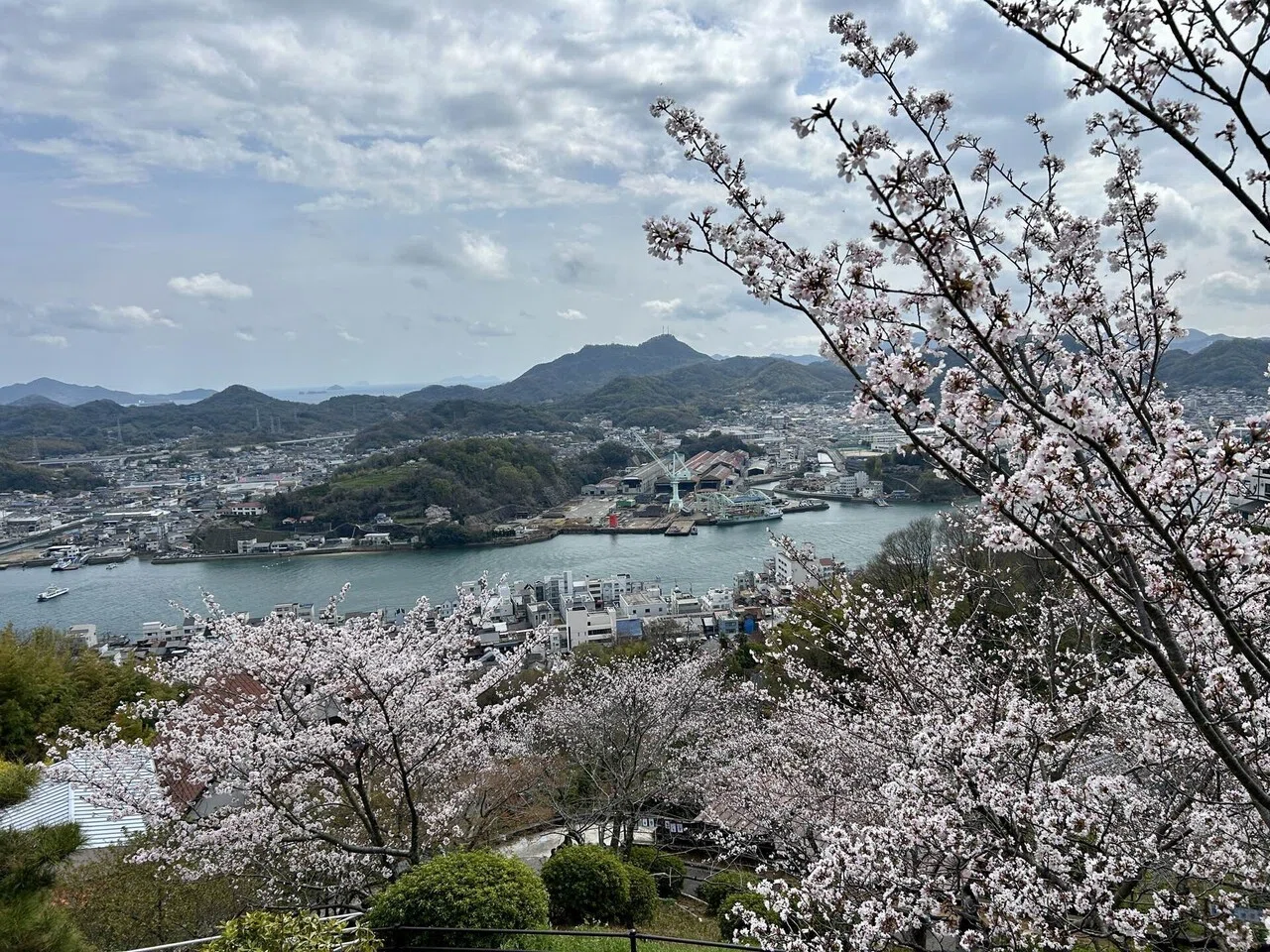 桜満開の千光寺｜mountain go