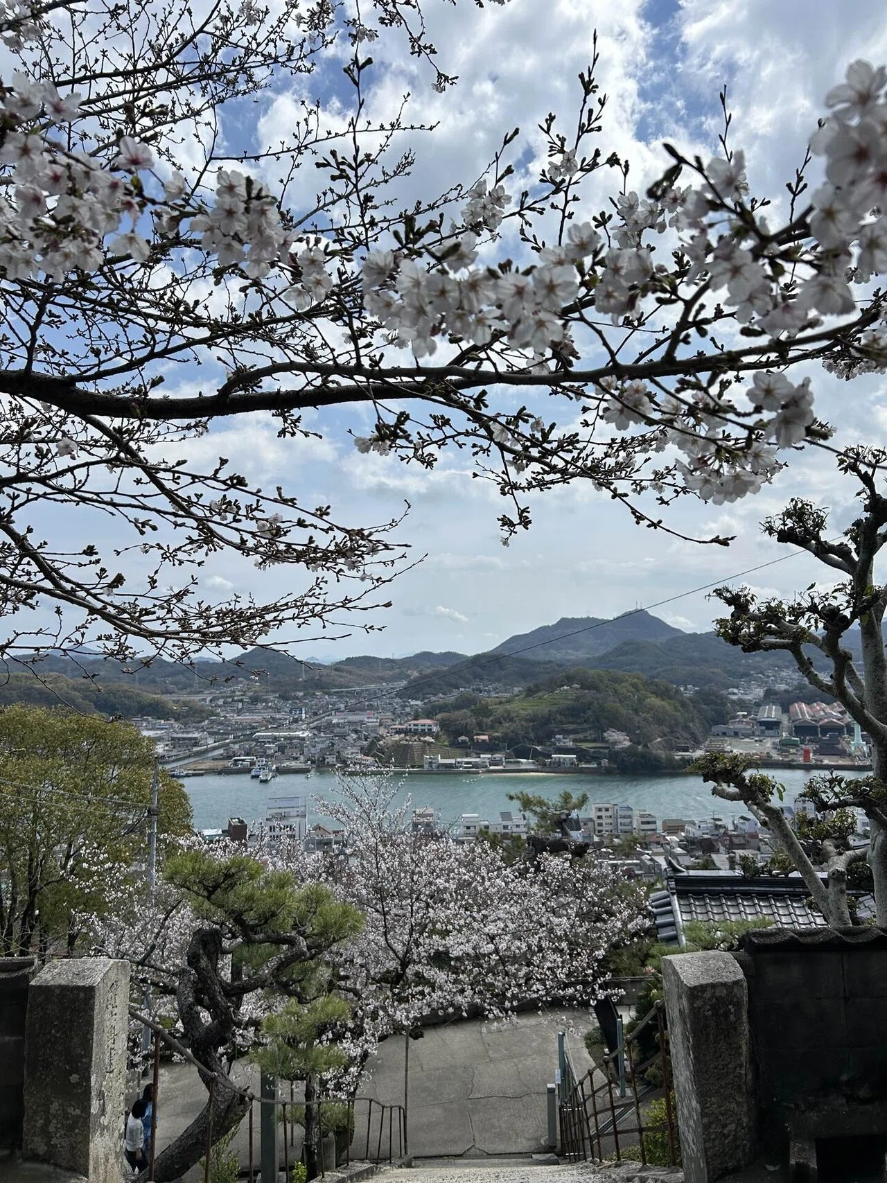 桜尾 桜満開の千光寺｜mountain go