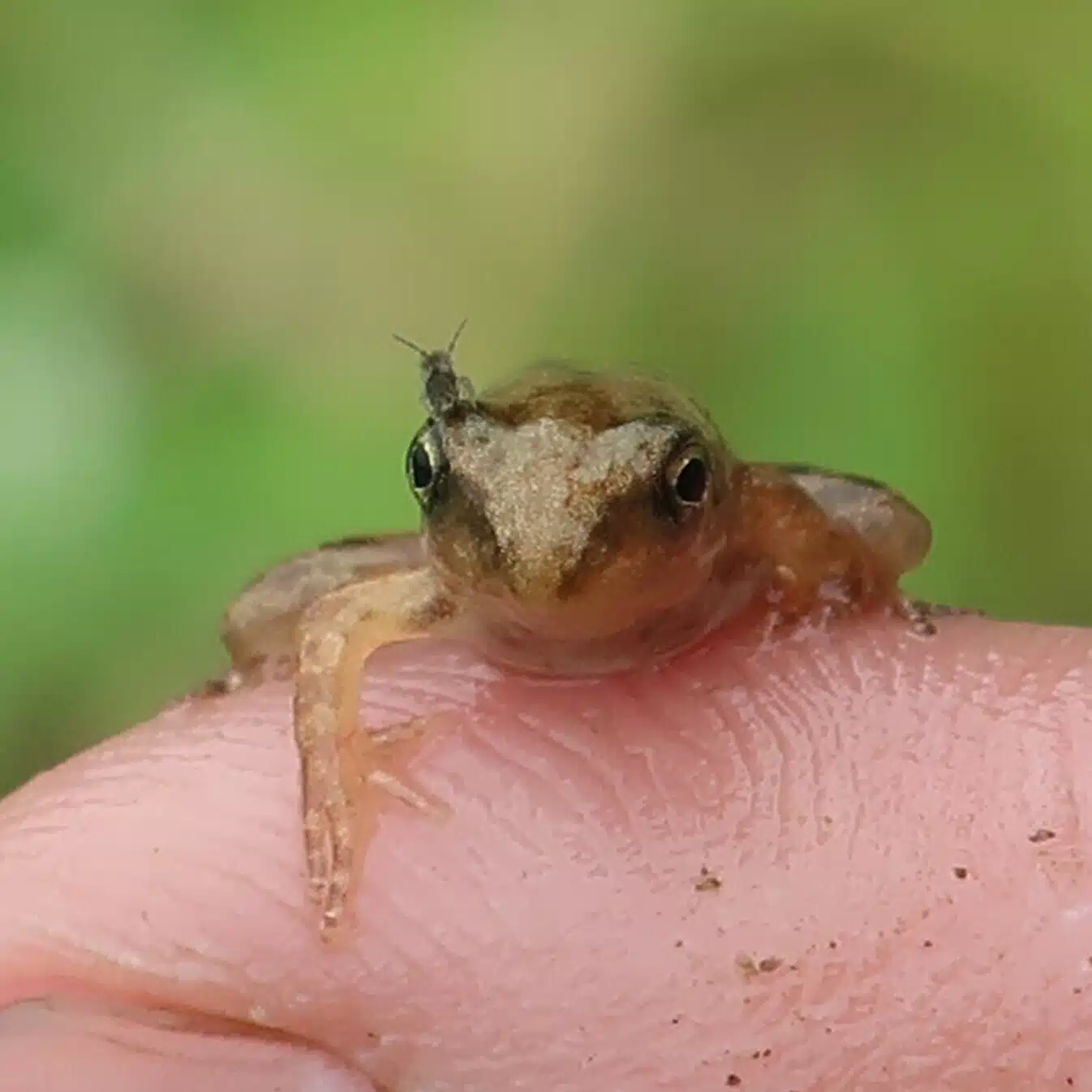 新しき村の生きもの