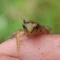 新しき村の生きもの