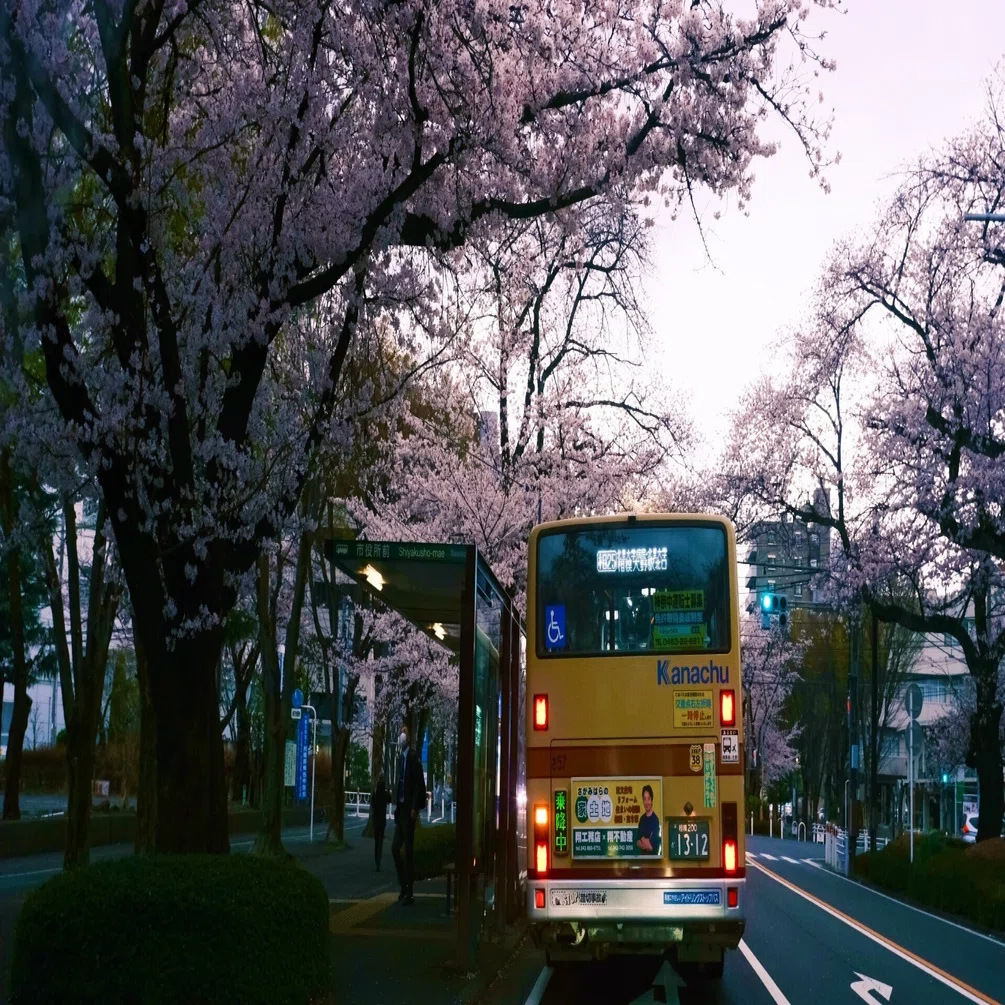 雨の日、早朝桜ツアー🌸☔️ X-T30III｜3月31日｜#384｜おわん