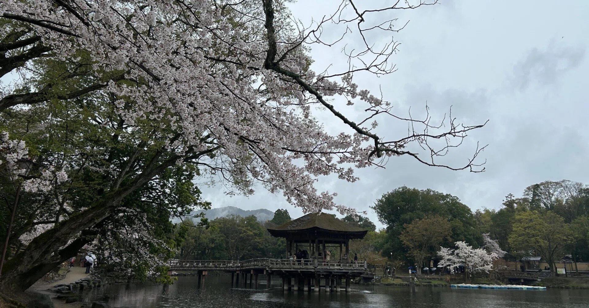 二月堂裏参道の桜 二月堂から大仏殿までの裏参道と大湯屋横の桜🌸も