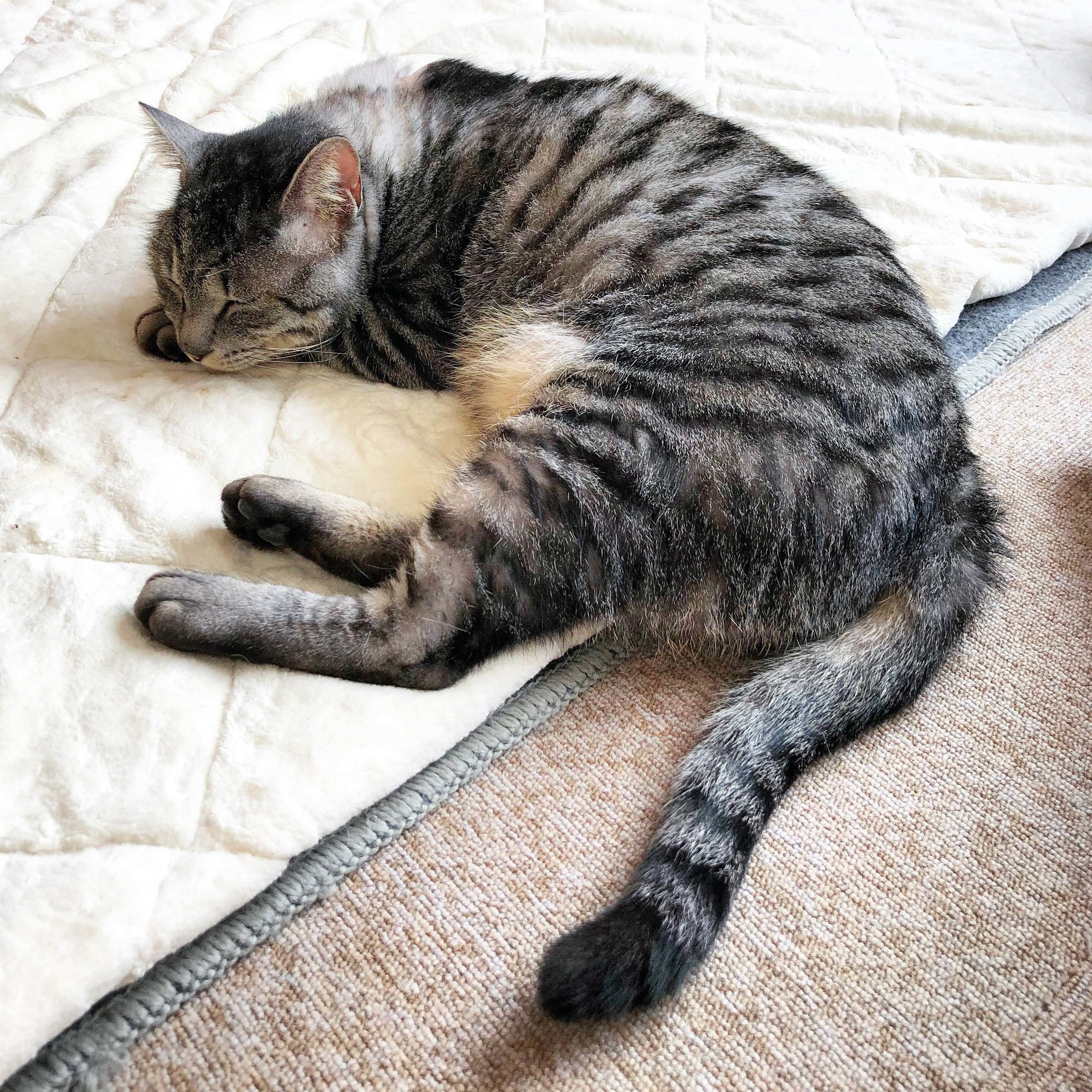 サバ猫 の新着タグ記事一覧 Note つくる つながる とどける