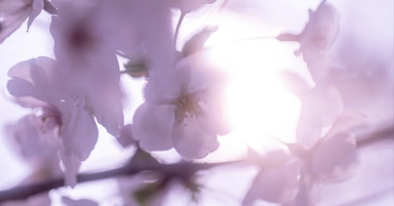 今年の桜が一番美しい｜NIKON Z6ii｜らいの
