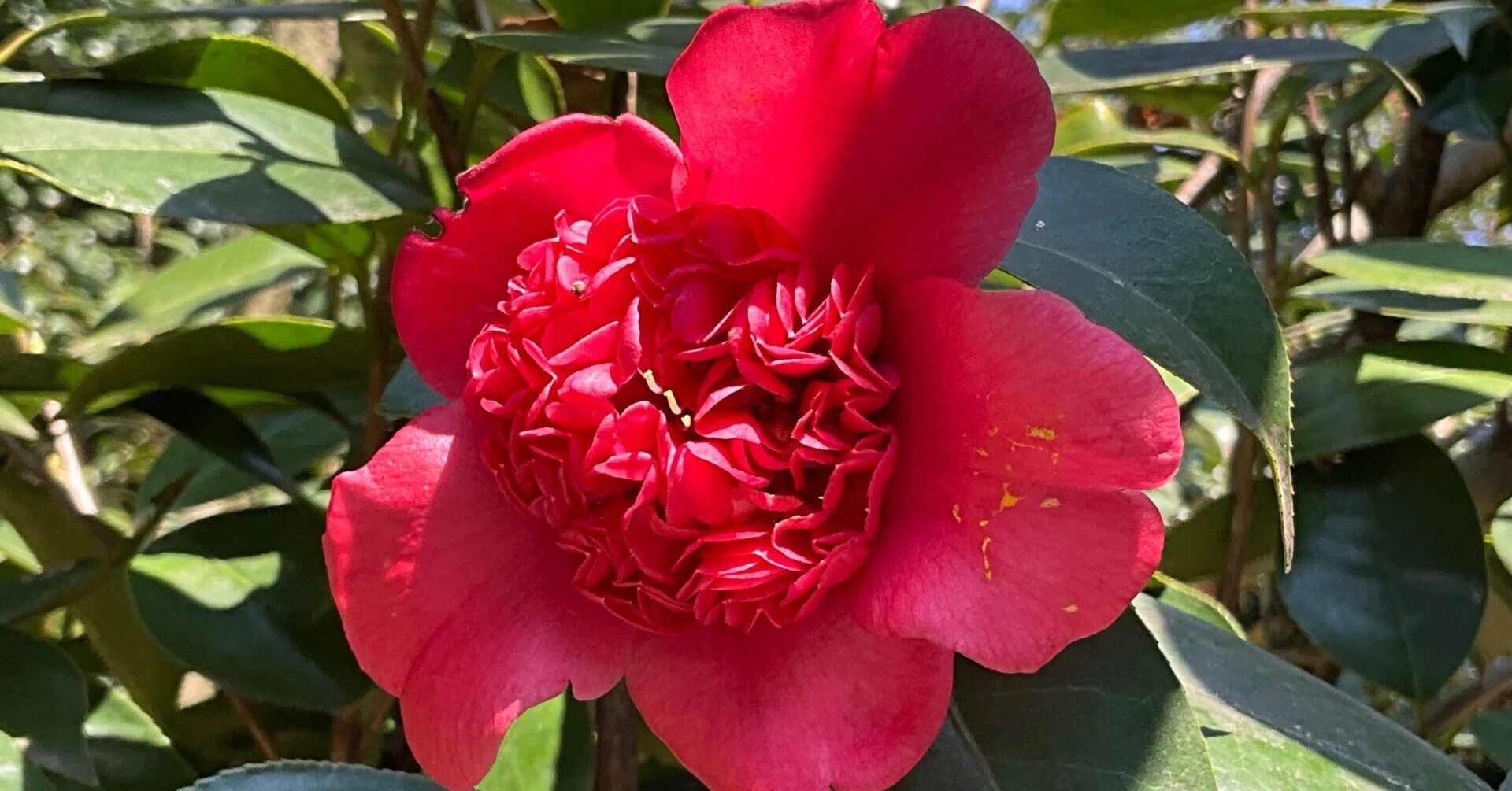 日光（京都府立植物園）：2026年4月2日（木）｜藤井秀昭（『京都居候