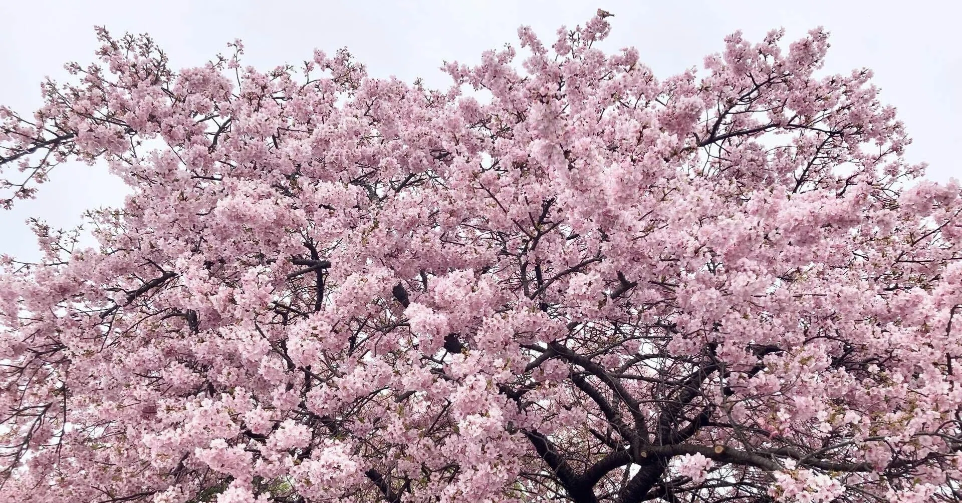 桜満開に溢れる嬉しさ＆さみしさという気持ち～二人きりのお花見に