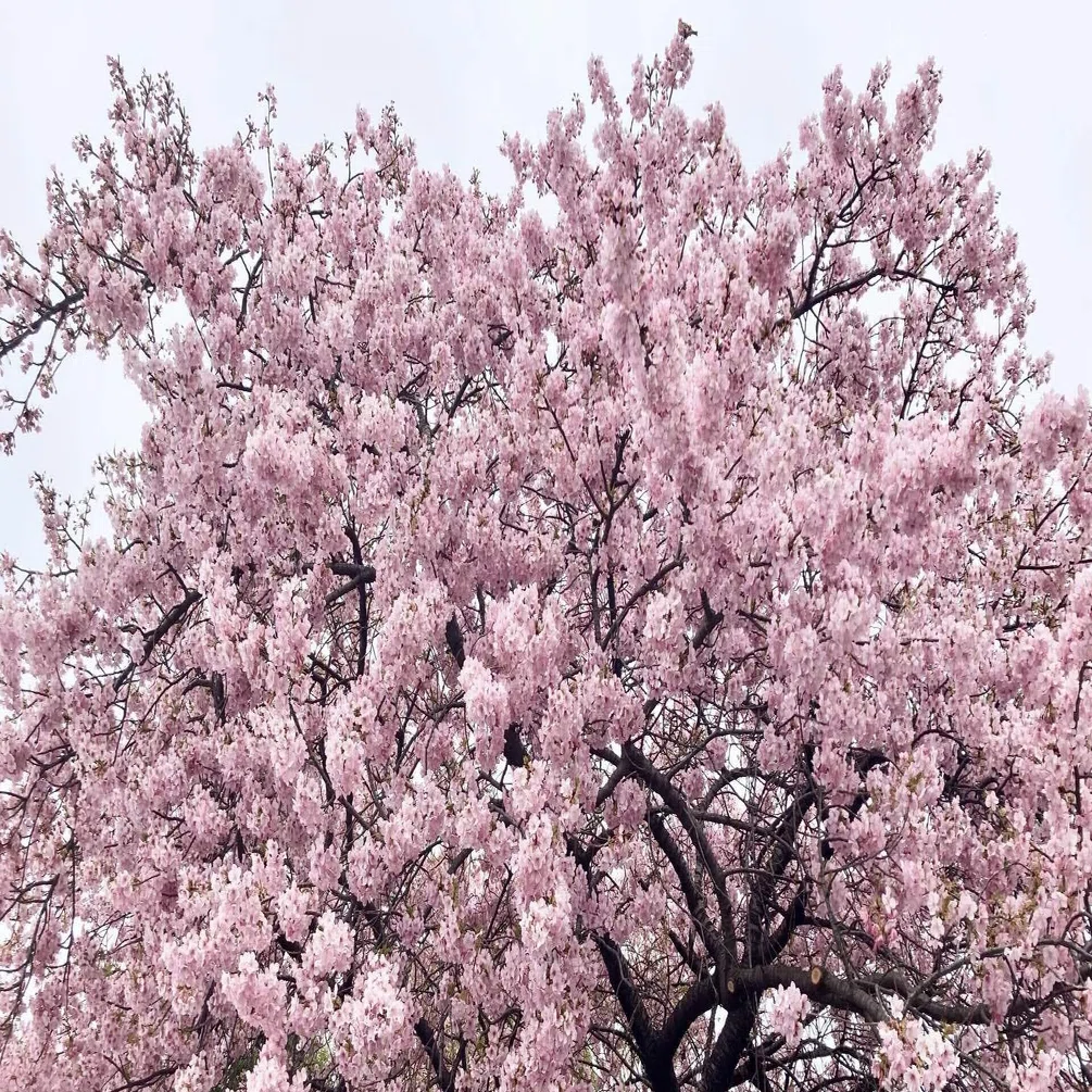 桜満開に溢れる嬉しさ＆さみしさという気持ち～二人きりのお花見に