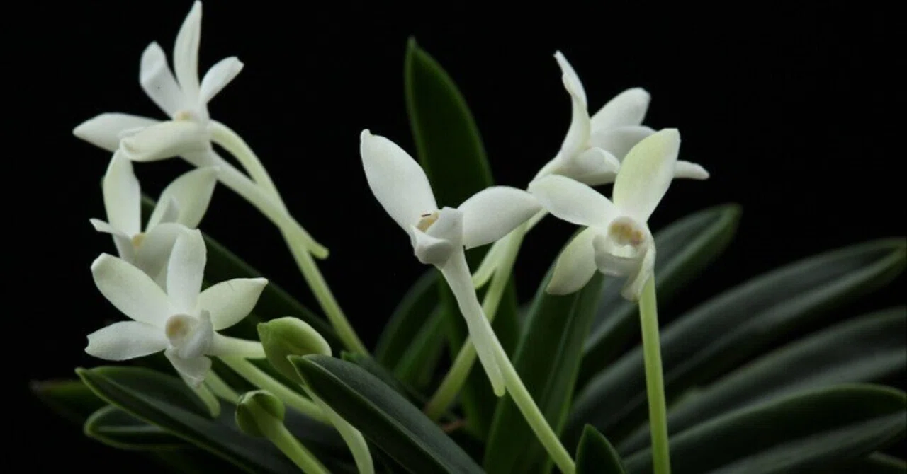 富貴蘭「玉金剛」の花（過去の画像倉庫から）｜KJ Morison