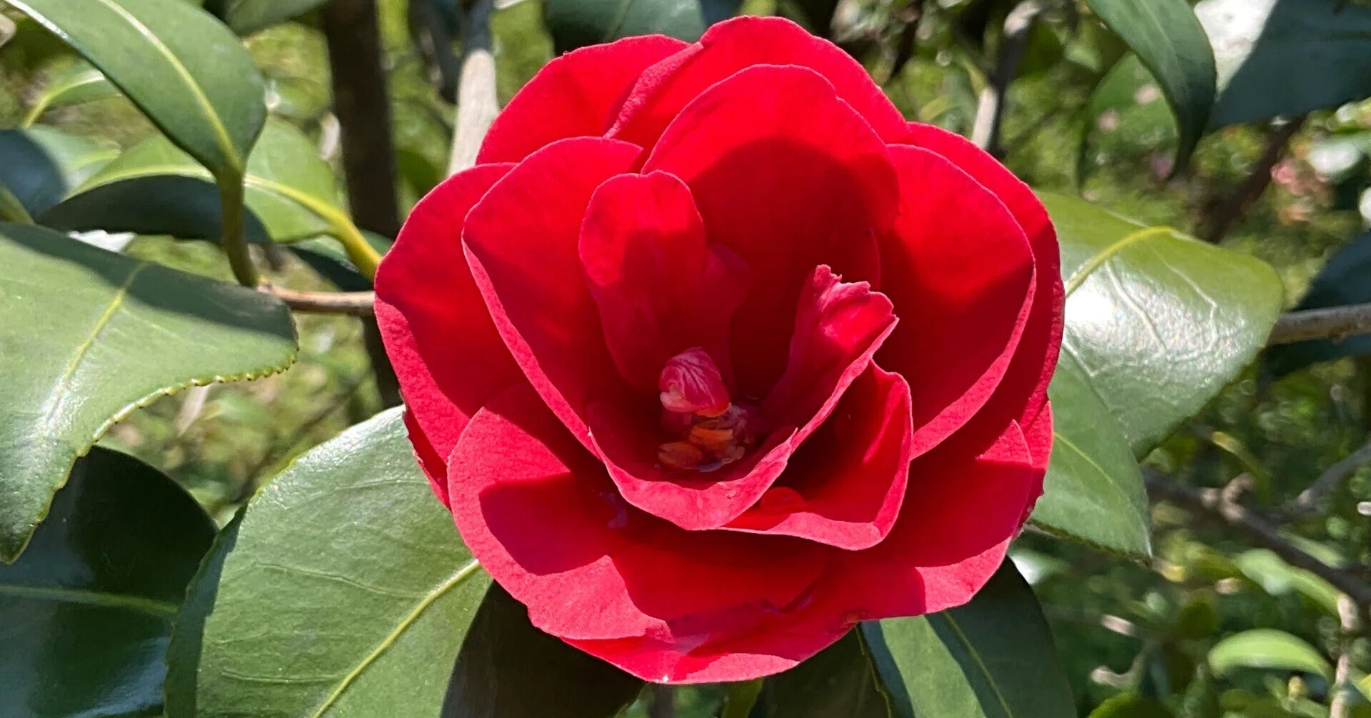 寿三郎紅散り椿（京都府立植物園）：2026年4月2日（木）｜藤井秀昭