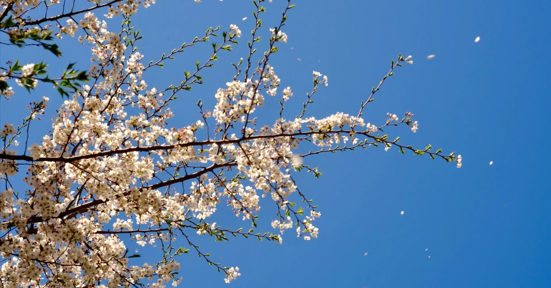 桜 Fuji X-E4｜ema_photo