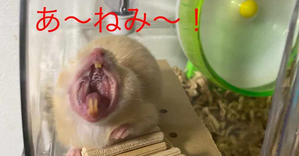 ハムスター飼育日記27日目 2020 5 22 サトウショウヘイ Note