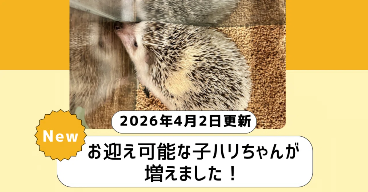 お迎えできる子ハリちゃんが増えました！(2026年4月2日)｜HARRY WOOD