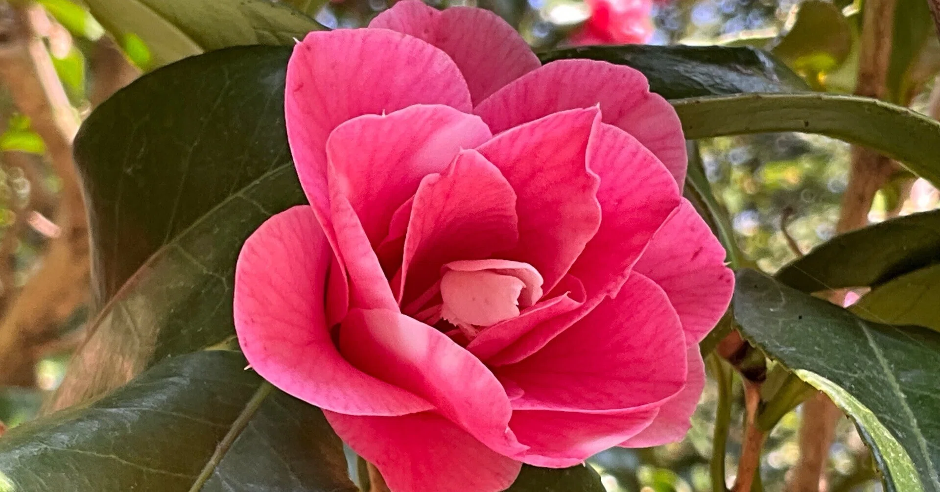 菱唐糸（京都府立植物園）：2026年4月2日（木）｜藤井秀昭（『京都居候