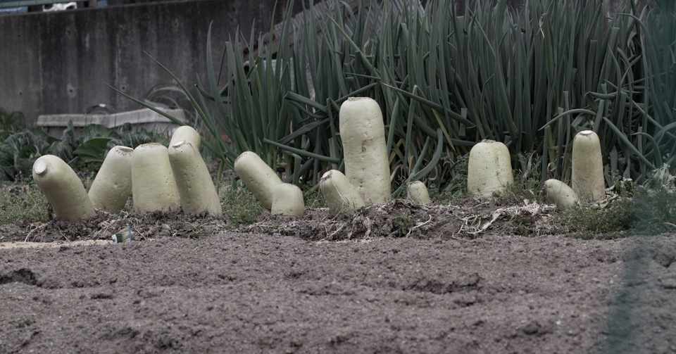 ド根性大根 ファビアン ショートショート Note