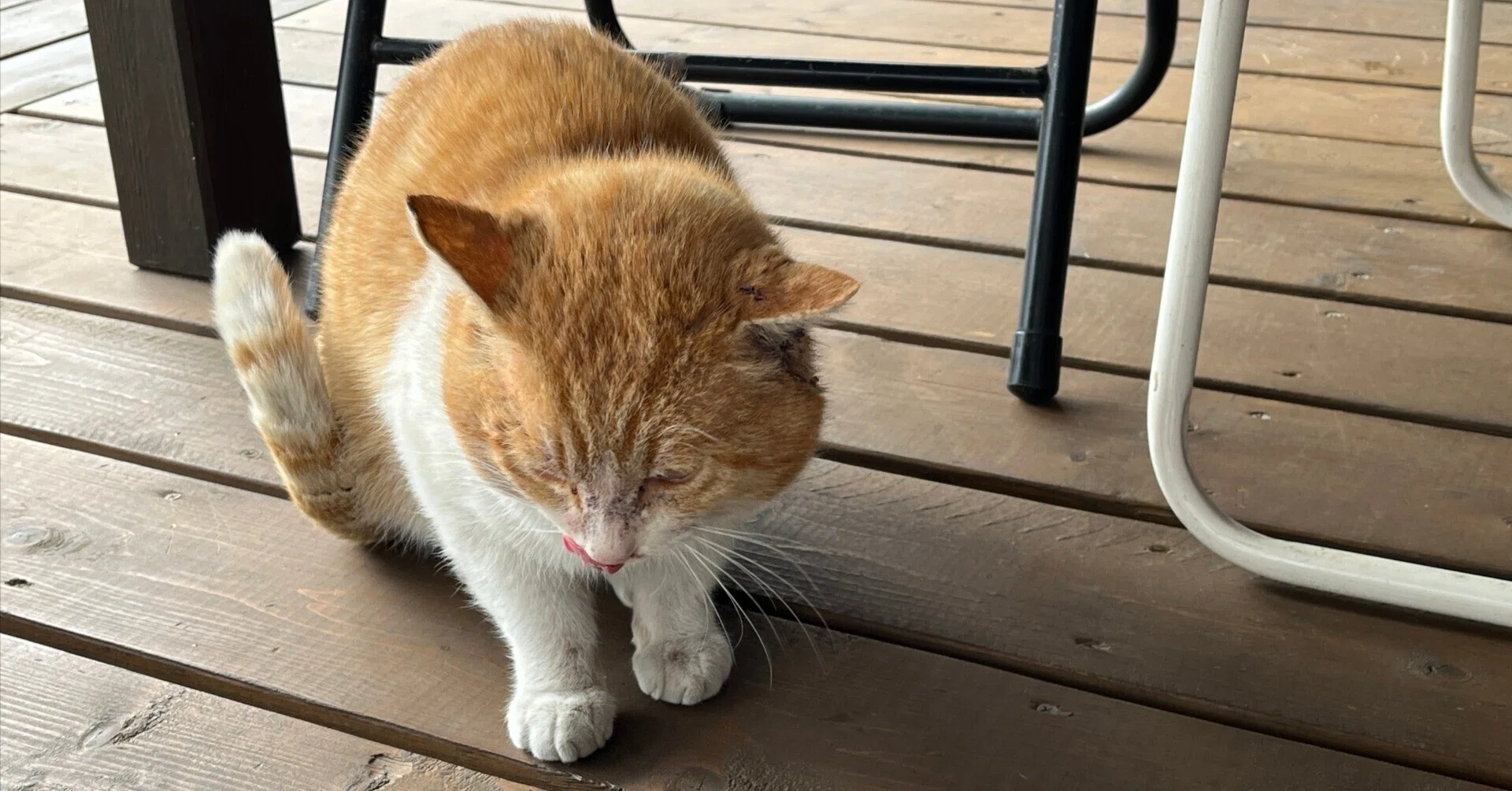 どうしましたか！？猫番長｜わたりねこ