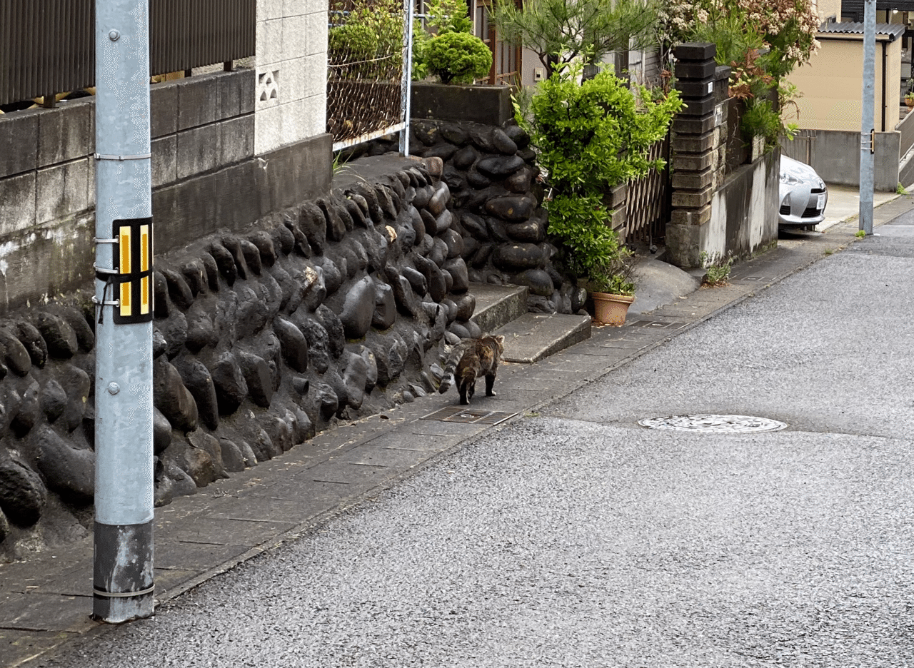 写真】「モノクロカラス」「猫の後ろから」｜灰音憲二｜note