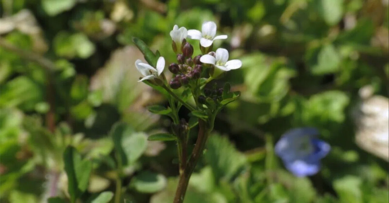 咲いた ミチ タネツケバナ（道 種浸け花）の 花 たち｜梶山こうじ