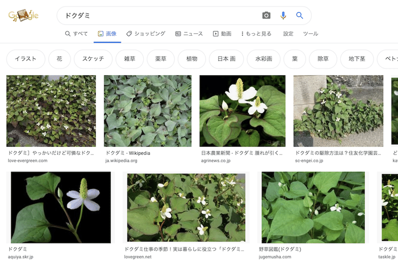 ドクダミがきらいになった話 Obakeweb Note ドクダミがきらいになった話 Obakeweb Note