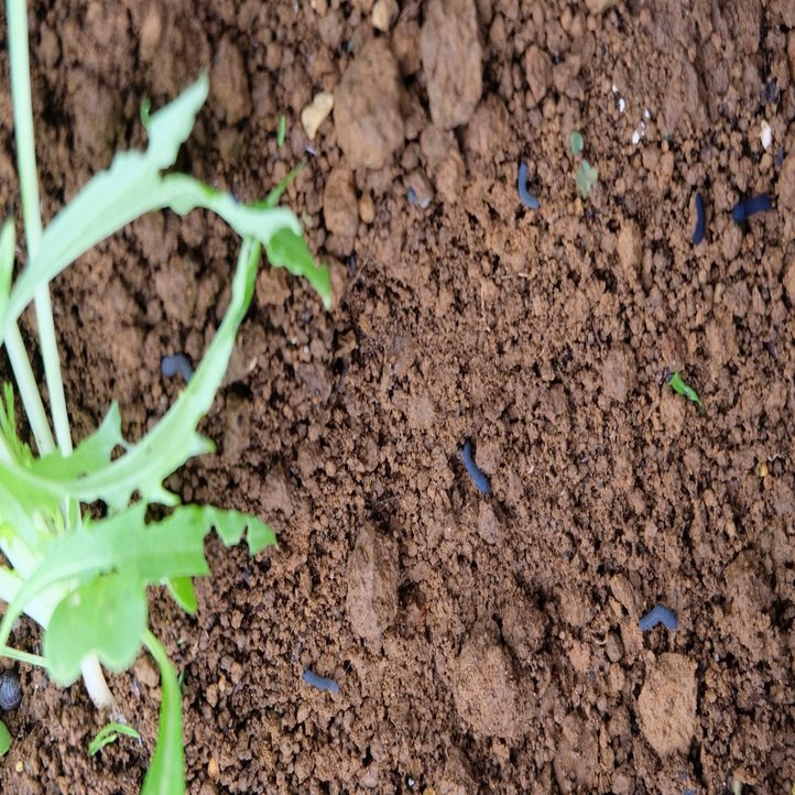 水菜を泣く泣く 抜く 05 22 畑野 菜実 Note
