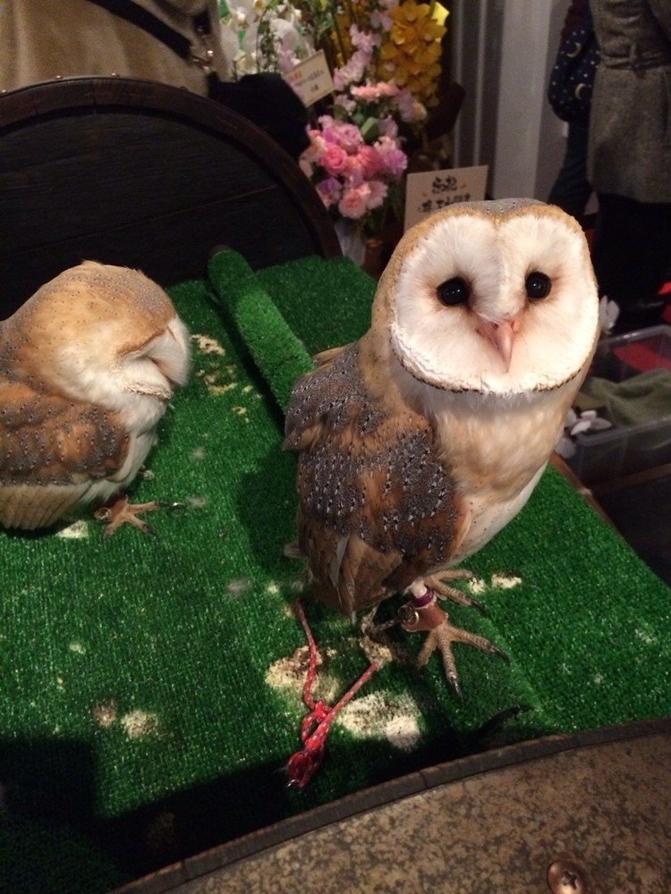フクロウカフェ の新着タグ記事一覧 Note つくる つながる と フクロウカフェ の新着タグ記事一覧 Note つくる つながる と