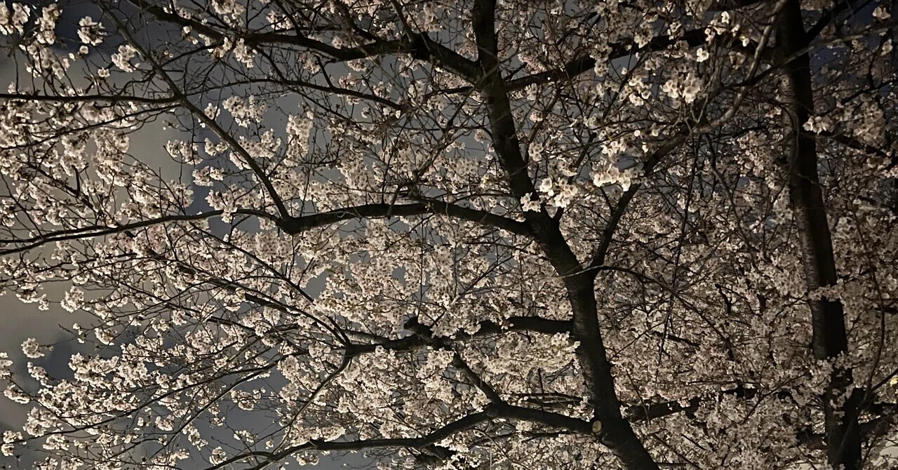 詩#117】夜桜｜Yuki_Fujimori【駆け出しの詩人】