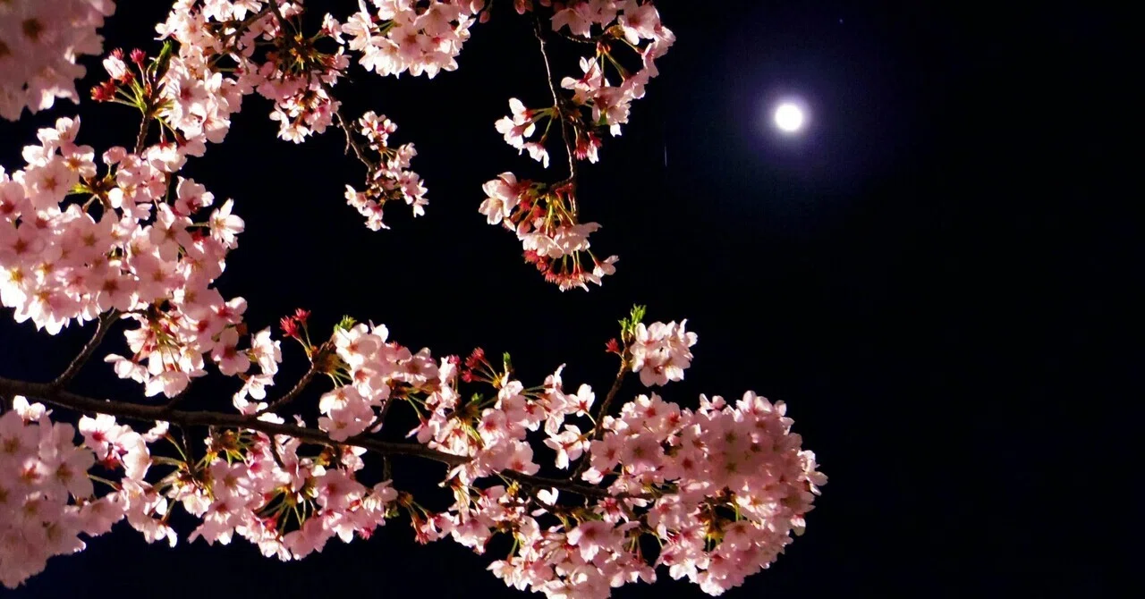 夜桜は大渋滞、でもいい夜だった｜mika note