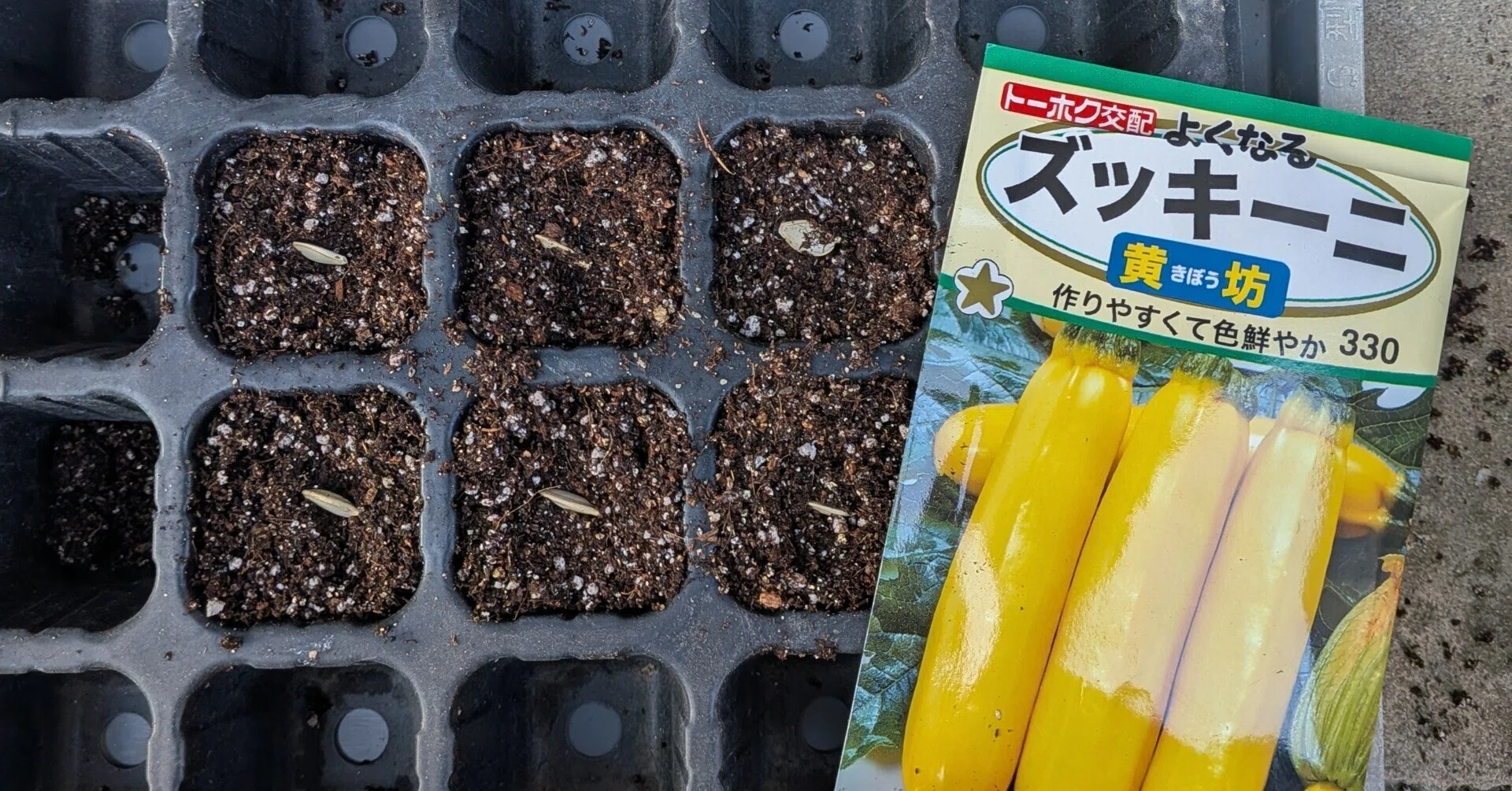 20坪家庭菜園】畑に入れない雨の日、種まきと育苗を始めました｜さと