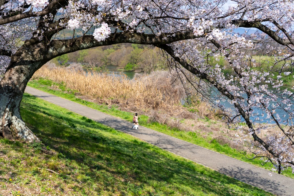 春、爛漫。背割堤の桜並木|hana