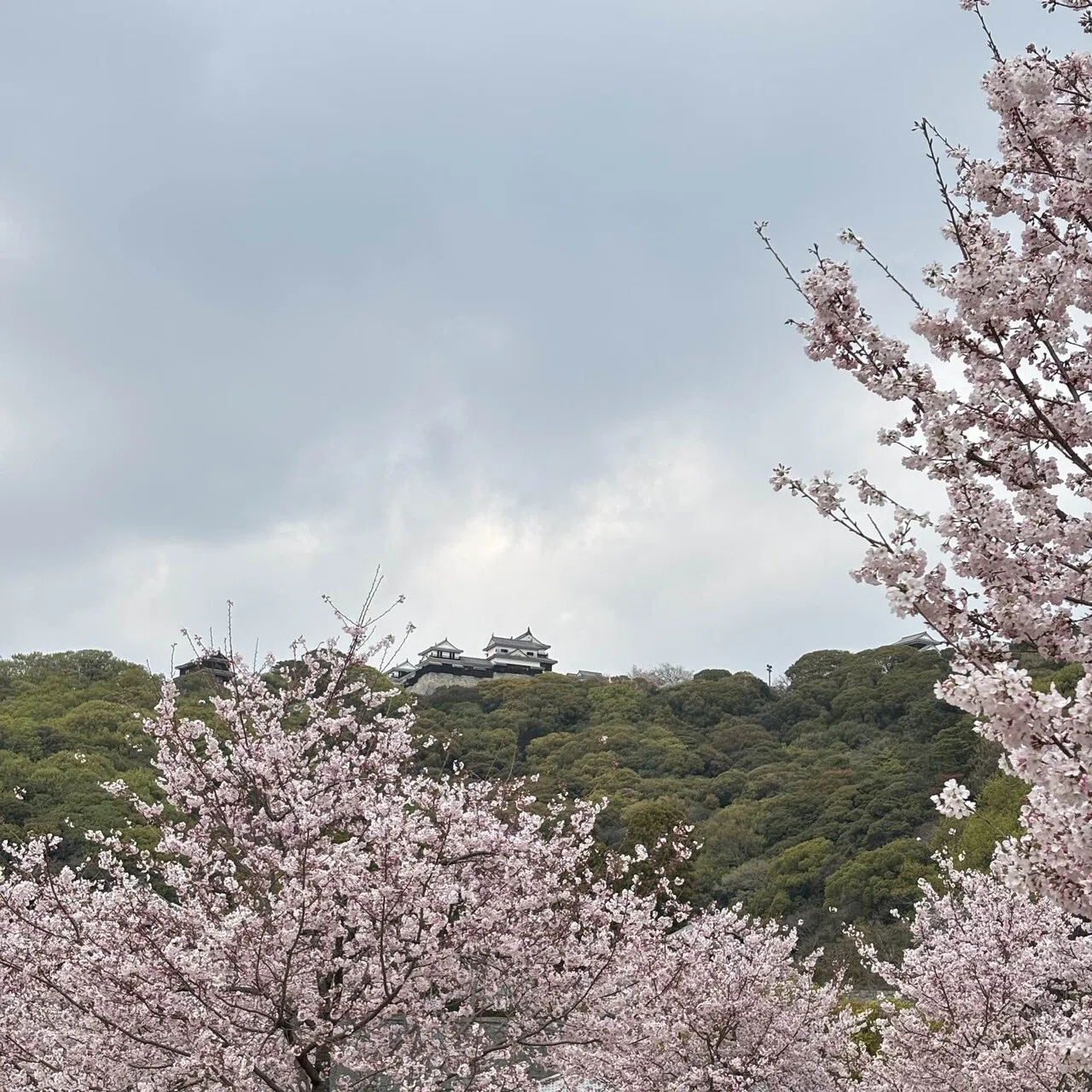 題名は「お花見」です。サイズ94cm×83cm、額は付いています お花見2026 前半｜フジ笑八コ（ぱちこ⭐︎）