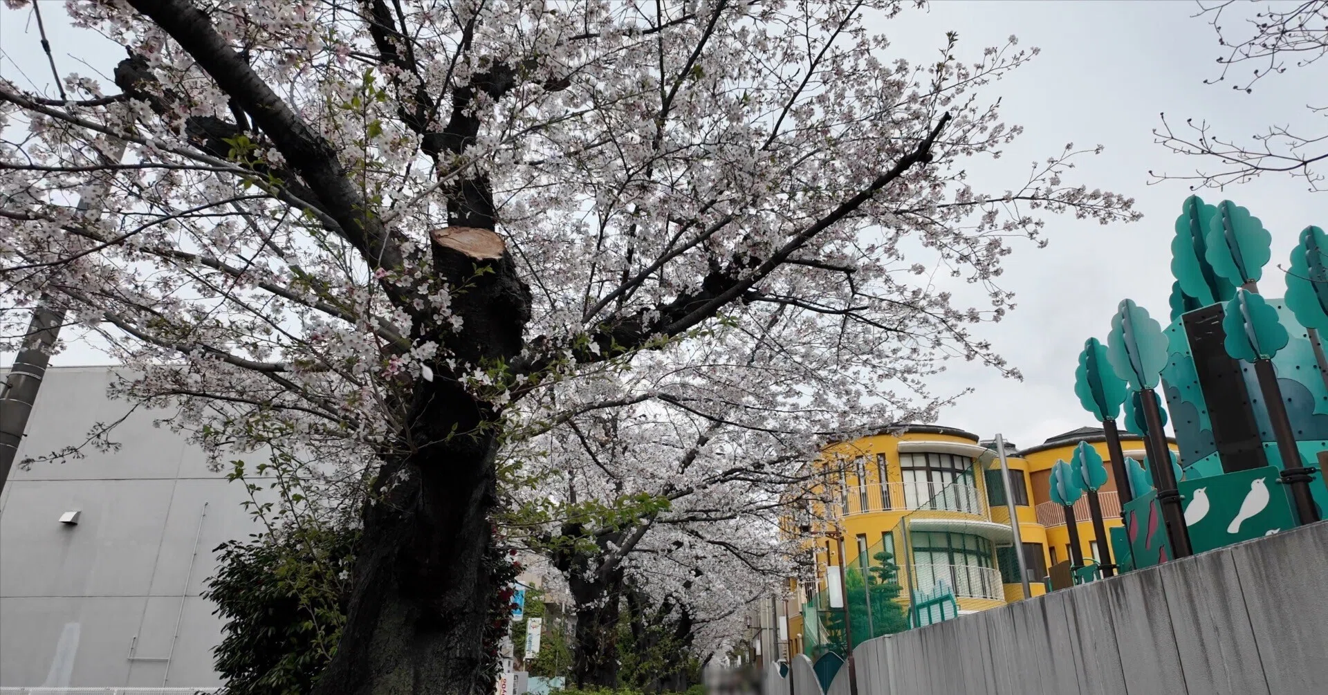 水道みち緑道】桜が散り始めた千種区 — 松井珠理奈の足型と桜並木の