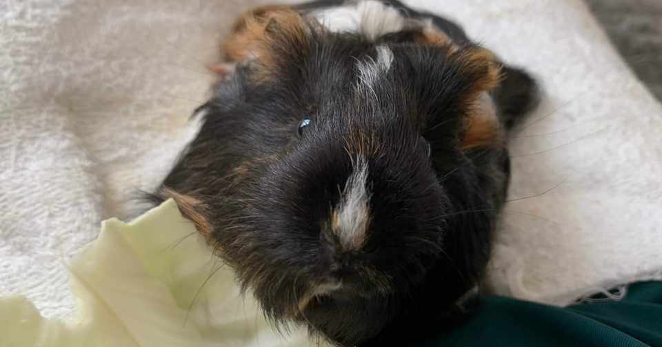 モルモットのお家をアップグレードしました 2回目 Haru Note