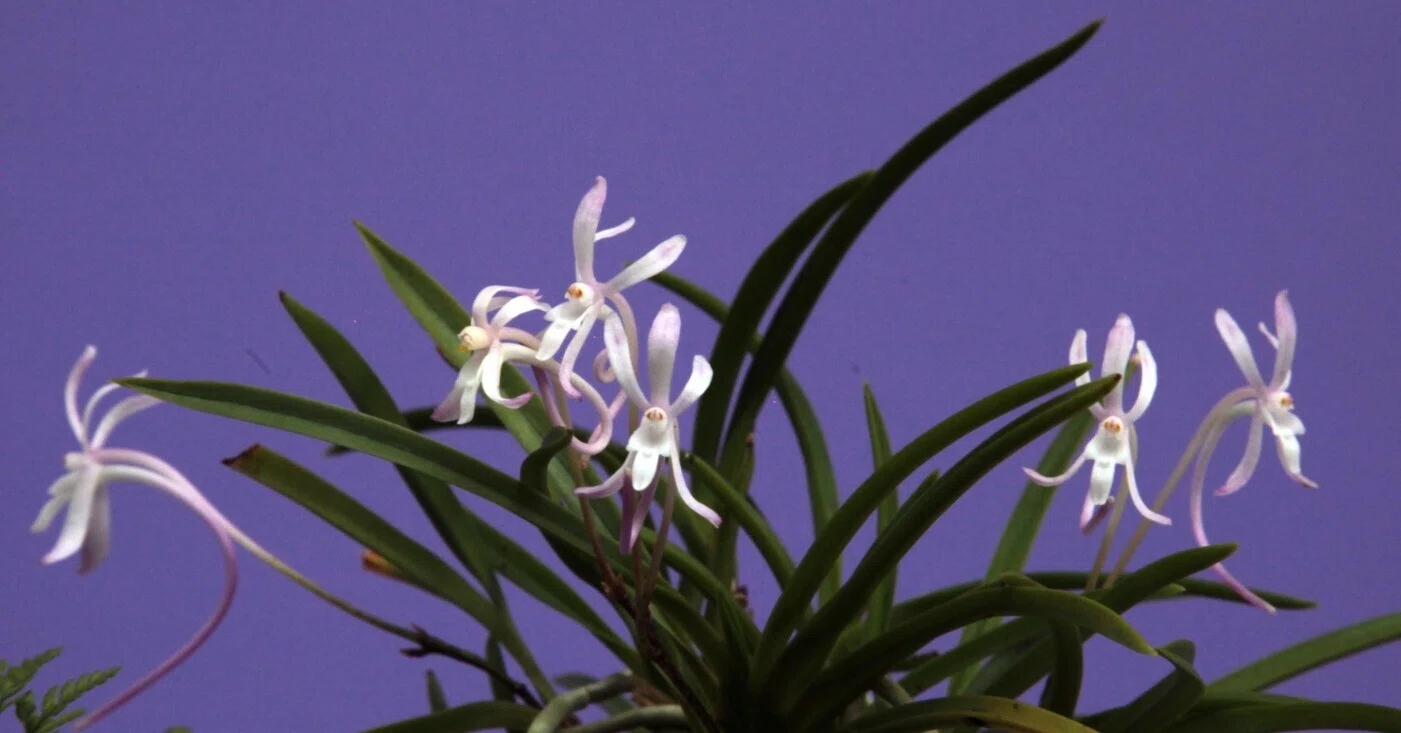 富貴蘭「玉姫の石附け」の花（過去の画像倉庫から）｜KJ Morison