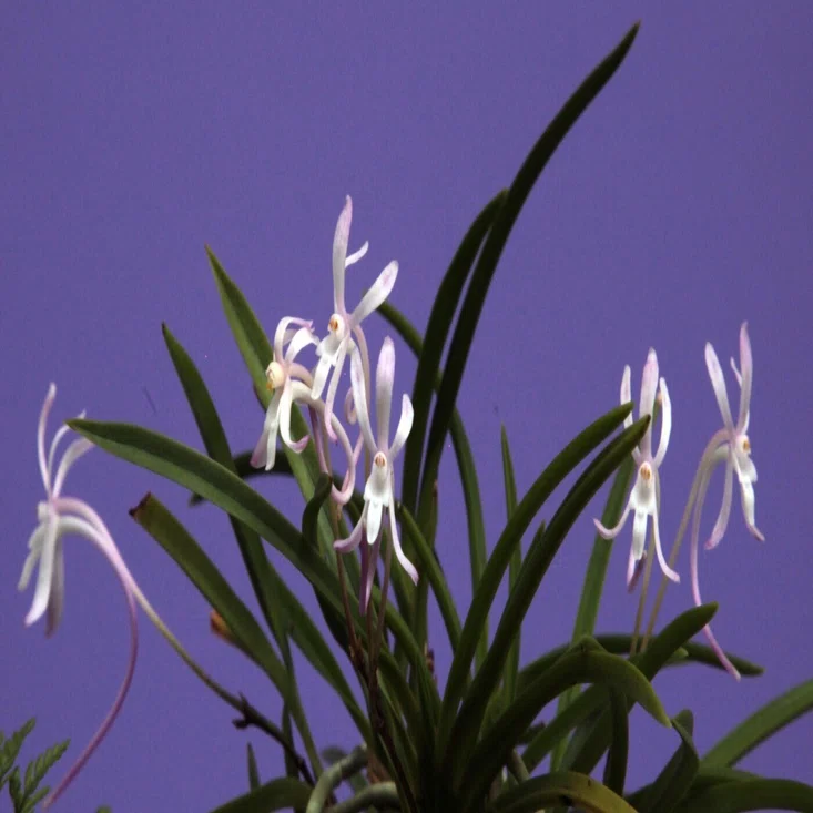 富貴蘭「玉姫の石附け」の花（過去の画像倉庫から）｜KJ Morison