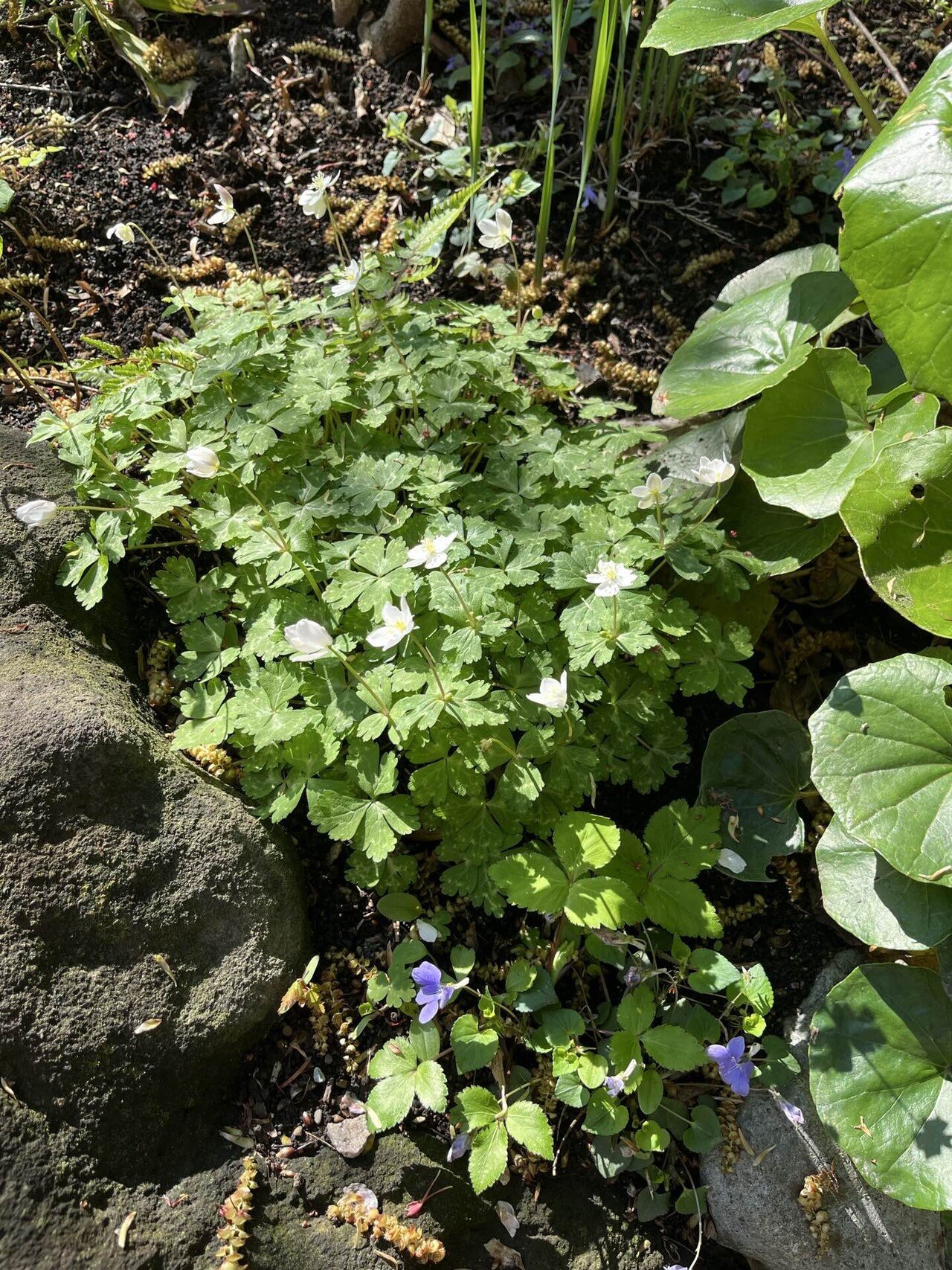 花吹雪の庭めぐり