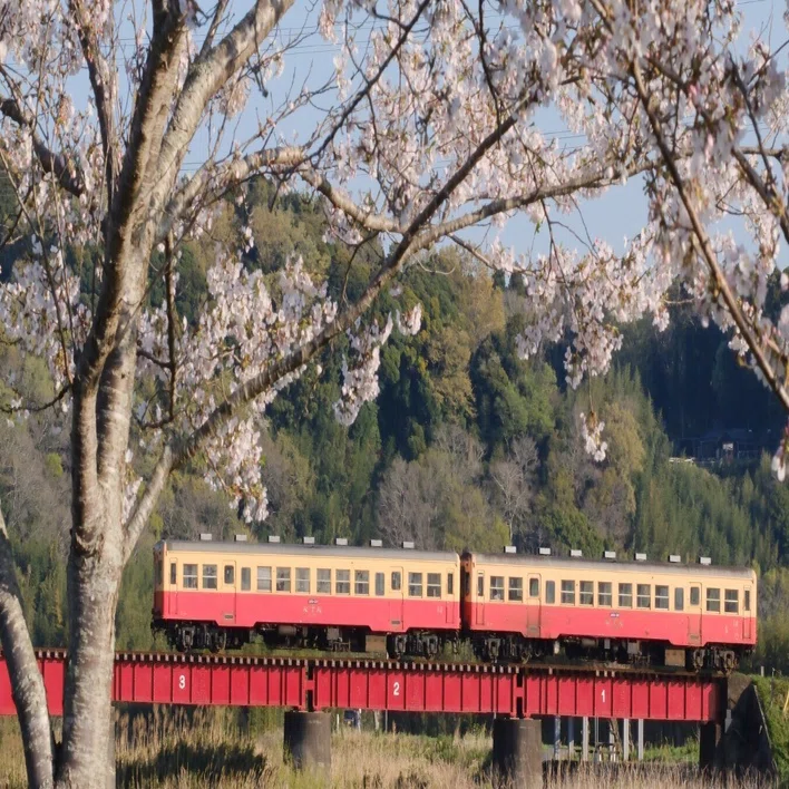 小湊鉄道〜2026春③〜｜にーこ