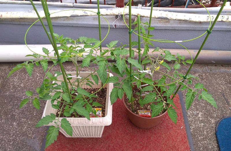 完全初心者がミニトマトとピーマンを育ててみる １６日目 ２０日目 星心 Note