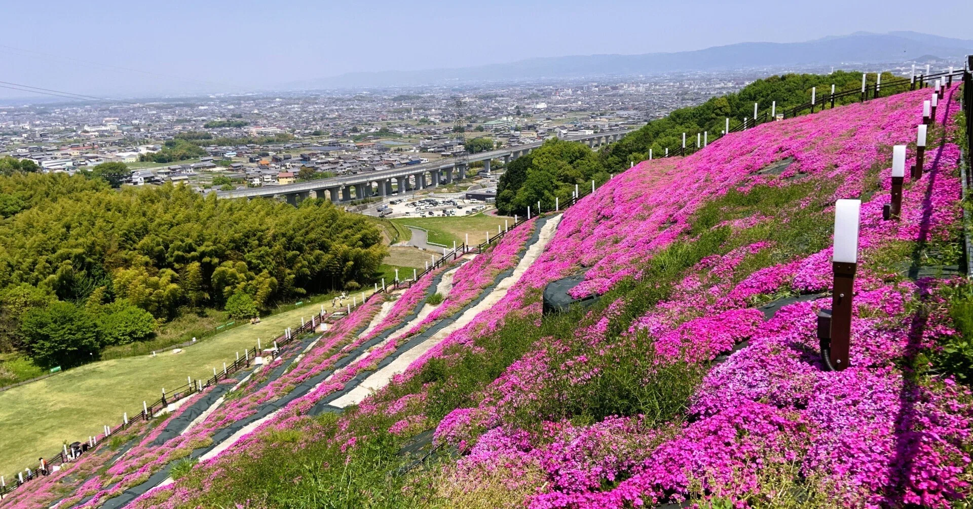 Enjoying Moss Phlox and Scenery at Shiawase no Mori Park in