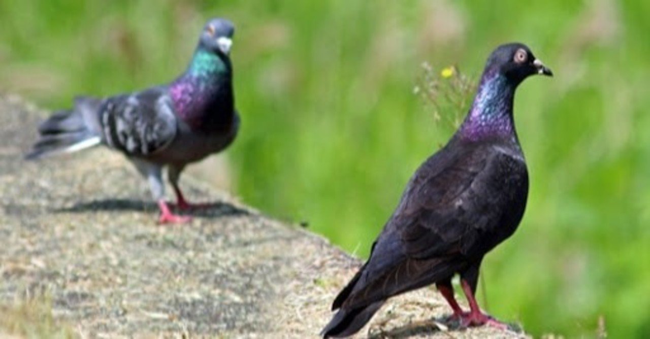 第1036回 日本の鳩｜翆野 大地