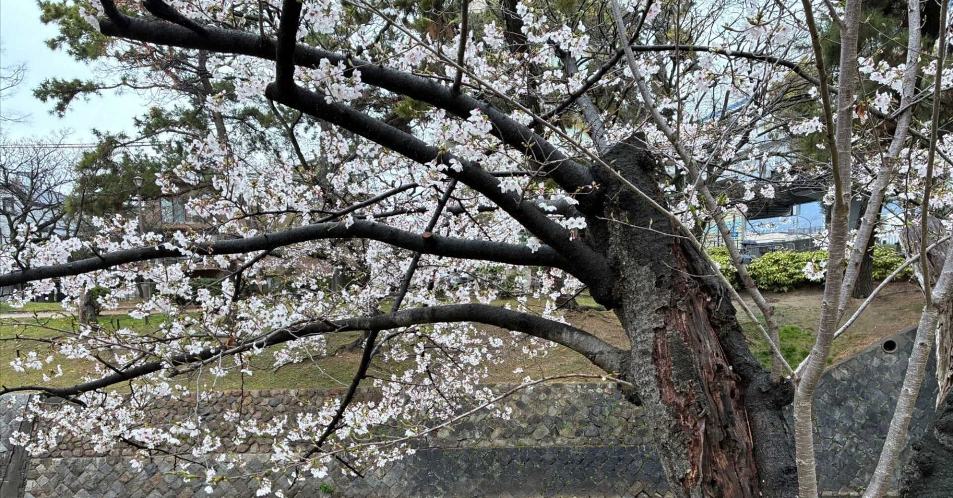 夙川の桜77年、老木の花 美しけり 77 years of cherry blossoms at