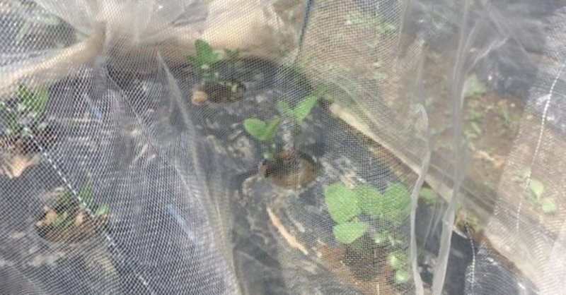 枝豆の芽がでました 河野 山内 純子 Note