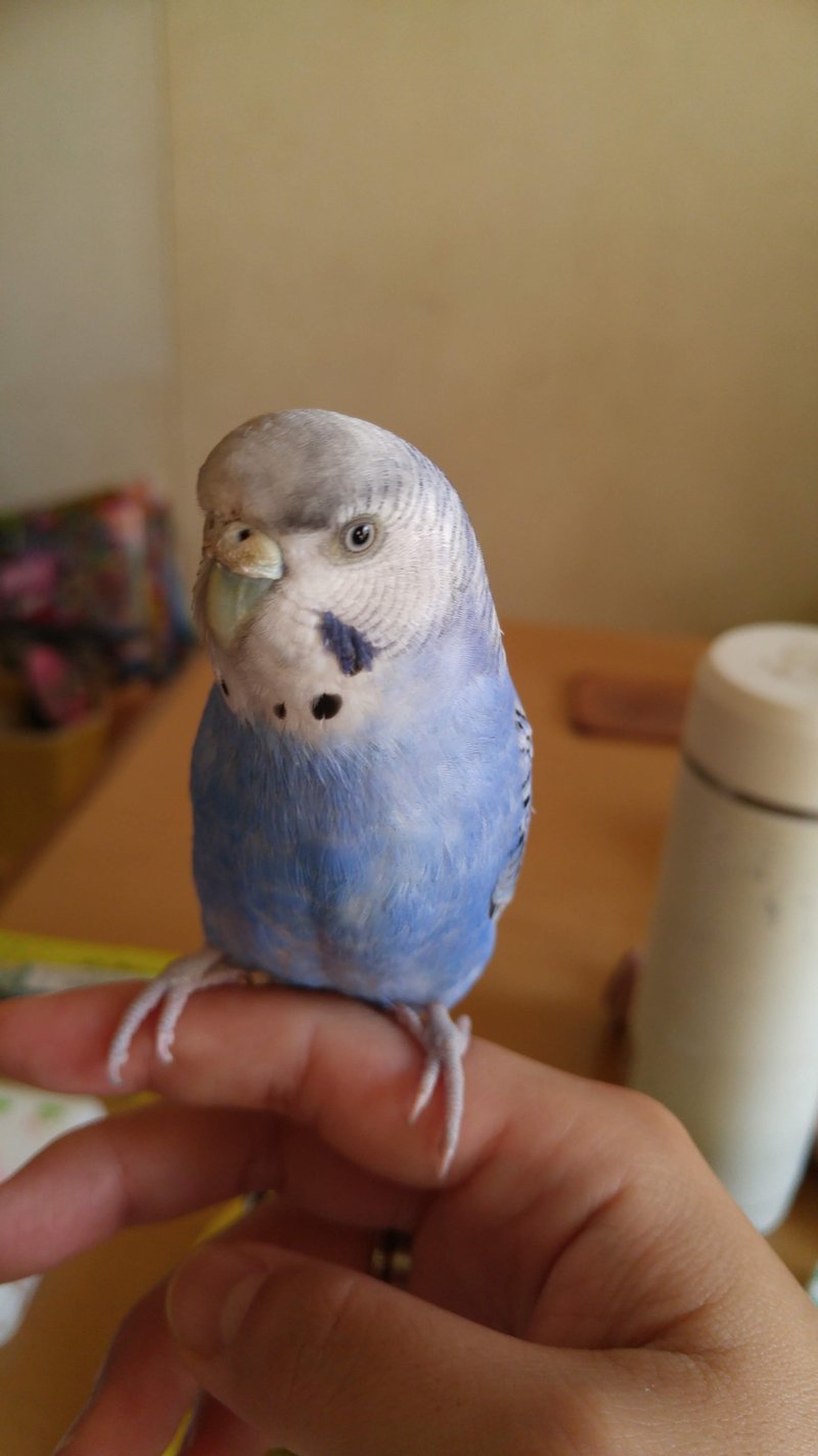 インコと私 セキセイインコのカシラ もなちん ぶんちょと鸚哥のカイヌシ Note