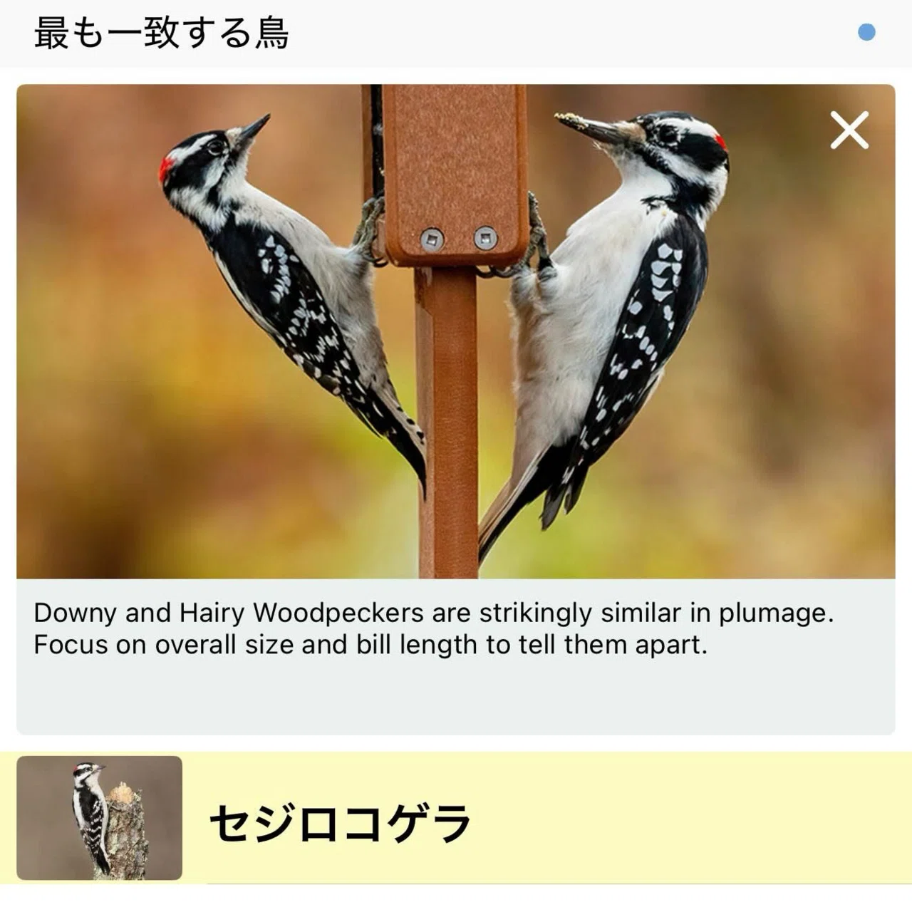 【キツツキ】 きつつき」って森の中にいると思ってた！】｜堀井紀子