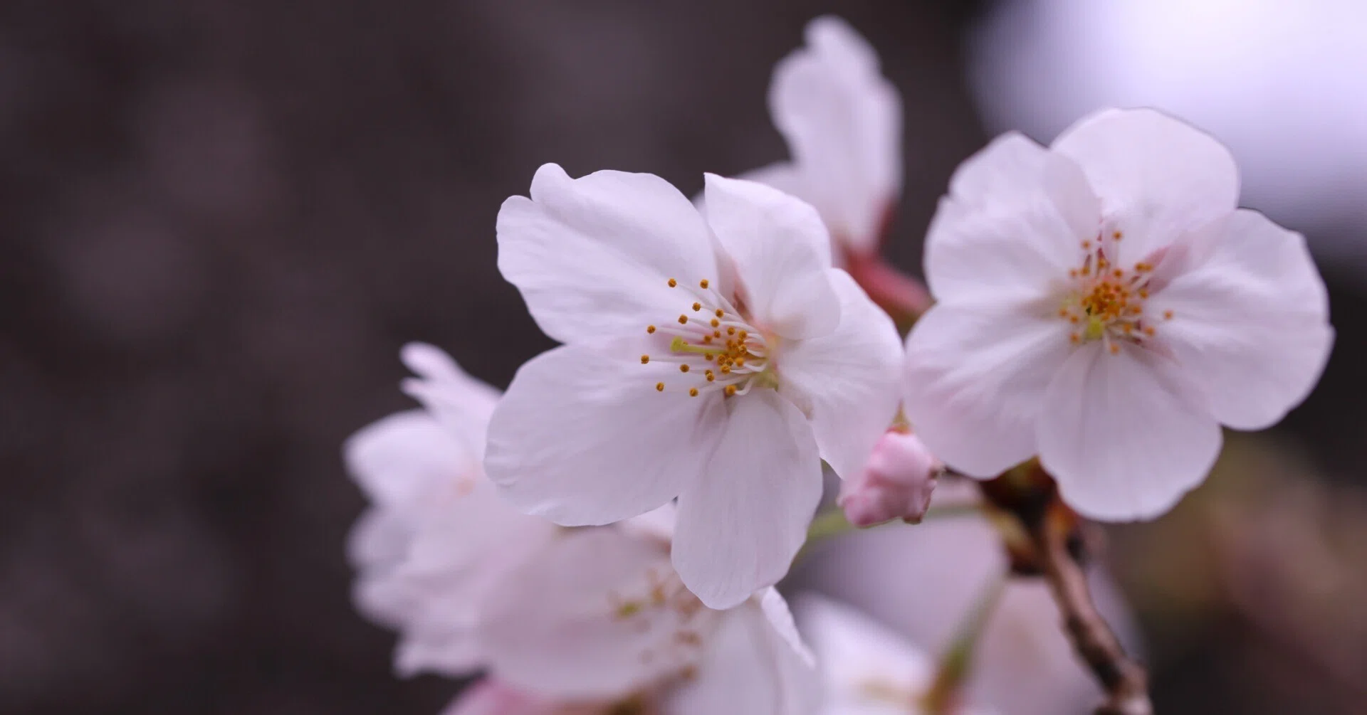 Stroll & Snaps Vol. 138: 界隈の彩 - 桜の開花｜Strolling Ricky